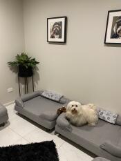 Bichon Frise stood on large Bolster Dog Bed with black hairpin feet.