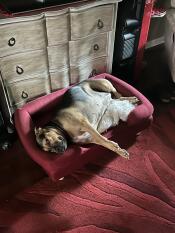 A dog resting in the bolster dog bed.