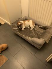 A dog sleeping on the grey bolster dog bed.