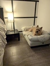 A small dog sleeping in the white Bolster dog bed.