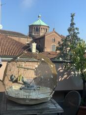 3 small birds inside their golden cage, on a sunny balcony