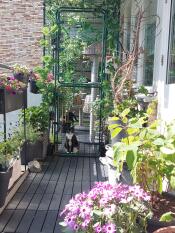 2 kittens in a catio, decorated with plants and flowers