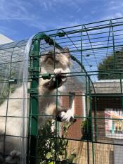 A cat looking through the bars of the catio.