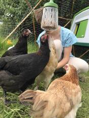 Chickens pecking seeds from their treat holder