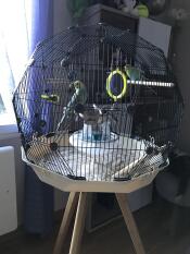 a Geo budgie bird cage in a living room with two birds inside