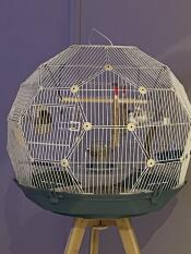 Two birds inside the blue and cream Geo bird cage.