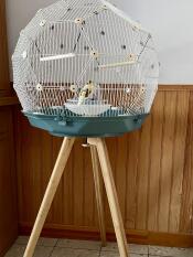 budgie bird geo cage on a stand with a blue base inside a home
