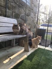 Cats inside Omlet Catio