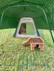 A guinea pig in his run