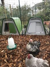 Chicken houses integrated with a walk in run