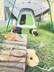 Guinea pigs playing inside run attached to a green Eglu Go Guinea Pig Hutch.