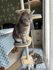 Cat sat on woven grey cushion attached to bamboo Freestyle Cat Tree platform.