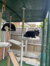 Two cats using the outdoor freestyle cat tree set up with various accessories.
