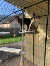 Two cats sharing a platform on the freestyle cat tree.