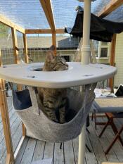 A cat sitting in the outdoor cat hammock.