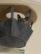 A cat resting in the freestyle cat hammock.