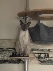 A cat sitting on the blue cushion set attached to the indoor cat tree