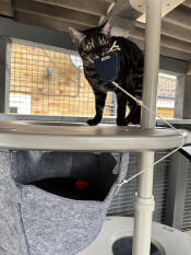 A cat sitting on top of the freestyle cat hammock.