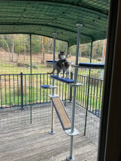 Cats using the outdoor freestyle cat tree inside of their catio enclosure.