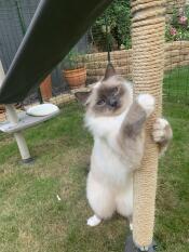 A cat scratching the vertical sisal rope attached to the outdoor cat tree.