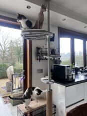 The outdoor freestyle cat tree set up with various accessories and three cats using the tree.