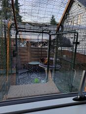 Cats playing on the Outdoor freestyle cat tree inside their catio