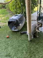 Cat sat next to a sisal rope scratching post, with another cat sitting inside a cat carrier behind them