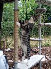 A cat using the scratching post of his outdoor cat tree