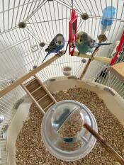 Two birds perched inside of the geo bird cage.