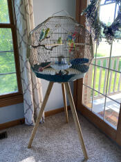 Birds sitting in the Geo bird cage.