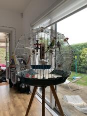 A Bird Mansion