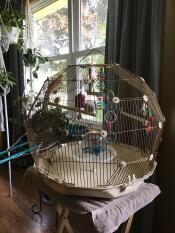 Two birds inside their cream and gold bird cage