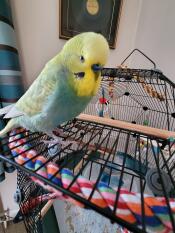 Captain Beaky getting used to his new home.