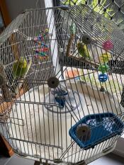 A close up of the Geo bird cage.
