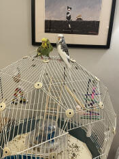 Two budgies sitting on top of the Geo bird cage.