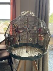 Close up of teal Geo Bird Cage with gold mesh on wooden stand.