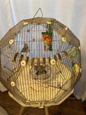 Two birds in a cream and gold cage