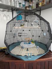 A close up of the Geo bird cage in teal and black.