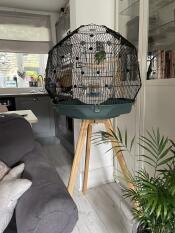 New bird Endeavour in his fancy new cage ?
