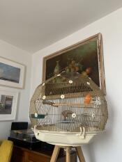 PiPi in his wonderful cage. He’s refound his voice.