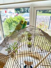 Close up of a pair of yellow and green budgies sat on top of their Geo Bird Cage.