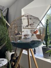 A geo bird cage next to a window.