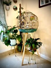 Lovebirds in their teal/gold geo cage in a living room, surrounded by three plants