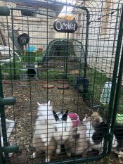 Rabbits lined up behind door of Omlet Outdoor Rabbit Run.