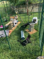Cats in their large enclosure