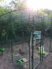 Chickens pecking in their walk in run.