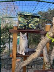 Fluffy cat stood on a wooden platform inside an Omlet outdoor cat enclosure