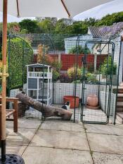 A cat in a catio, installed on a back garden