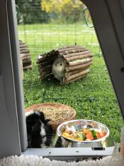 Two guinea pigs in the eglu hutch run looking into the hutch.