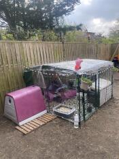 The purple Eglu Hutch attached to a Zippi run.